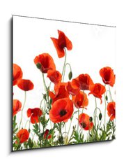Obraz 1D - 50 x 50 cm F_F357867320 - Beautiful red poppy flowers on white background. Banner design