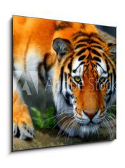 Obraz 1D - 50 x 50 cm F_F35795097 - tiger