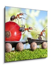 Obraz 1D - 50 x 50 cm F_F36549183 - ants deliver red currant with trailer of sunflower seeds - mravenci dodvaj erven rybz s pvsem slunenicovch semen