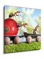 Obraz   ants deliver red currant with trailer of sunflower seeds, 50 x 50 cm