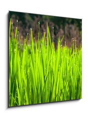 Sklenn obraz 1D - 50 x 50 cm F_F36700991 - Terraced rice fields in northern Thailand