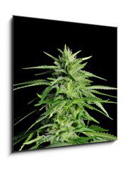 Sklenn obraz 1D - 50 x 50 cm F_F36911963 - Potent Medical Marijuana Plant - Siln lkask marihuana rostlina