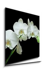 Obraz 1D - 50 x 50 cm F_F36934594 - White orchid on black background