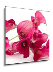 Obraz 1D - 50 x 50 cm F_F37226915 - Red Flower Calla - erven kvtina Calla