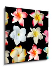 Obraz   fleurs frangipanier fond noir, 50 x 50 cm