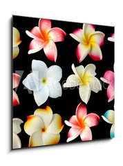 Obraz 1D - 50 x 50 cm F_F37691751 - fleurs frangipanier fond noir