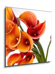 Obraz 1D - 50 x 50 cm F_F37918166 - Orange Calla lilies(Zantedeschia) over white - Oranov kalla lilie (Zantedeschia) pes blou