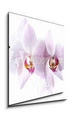 Sklenn obraz 1D - 50 x 50 cm F_F37945049 - Mini Orchide sur fond blanc - Mini orchidej sur fond blanc