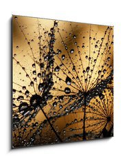 Obraz   wet dandelion seed, 50 x 50 cm