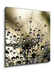 Sklenn obraz 1D - 50 x 50 cm F_F3821310 - wet dandelion seed - vlhk pampeliky