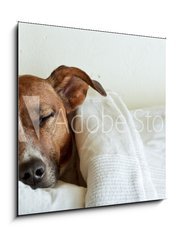 Sklenn obraz 1D - 50 x 50 cm F_F38583425 - dog in bed