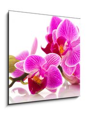 Sklenn obraz 1D - 50 x 50 cm F_F38877808 - Tropical pink orchid
