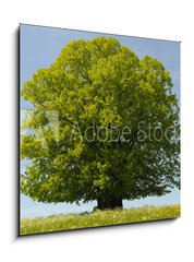 Obraz 1D - 50 x 50 cm F_F39531332 - Linde Baum