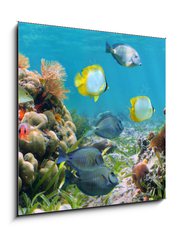 Sklenn obraz 1D - 50 x 50 cm F_F39646629 - Underwater panorama in a coral reef with colorful tropical fish and marine life - Podvodn panorama v korlovm tesu s barevnmi tropickmi rybami a moskm ivotem