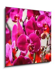 Obraz 1D - 50 x 50 cm F_F404163795 - Close-up Of Flowers Blooming On Tree