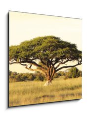 Sklenn obraz 1D - 50 x 50 cm F_F40470084 - Acacia on the African plain - Akcie na africk planin