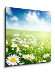 Obraz 1D - 50 x 50 cm F_F40565280 - field of daisy flowers