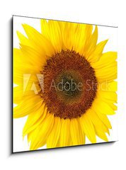 Obraz   Die perfekte Sonnenblume auf wei, 50 x 50 cm