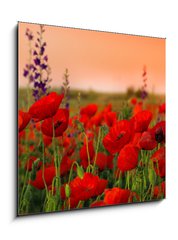 Obraz 1D - 50 x 50 cm F_F40720767 - Field of poppies on a sunset - Pole vlkodlak na zpad slunce