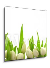Obraz 1D - 50 x 50 cm F_F40774643 - Weie Tulpen