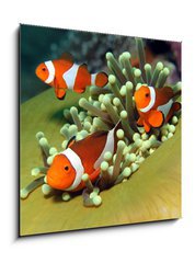 Obraz 1D - 50 x 50 cm F_F40862196 - Three Western Clown Anemonefish in Anemone, Bunaken, Indonesia - Ti zpadn klaun Anemonefish v Anemone, Bunaken, Indonsie