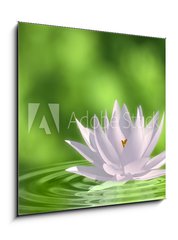 Obraz 1D - 50 x 50 cm F_F41172939 - Floating waterlily