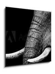 Sklenn obraz 1D - 50 x 50 cm F_F41216080 - African Elephant Close Up - Africk slon zblzka