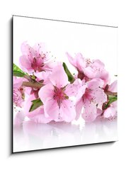 Obraz 1D - 50 x 50 cm F_F41227262 - beautiful pink peach blossom isolated on white - krsn rov broskvov kvt izolovanch na blm