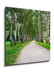 Obraz 1D - 50 x 50 cm F_F41548015 - path in birch forest - cesta v bezovm lese