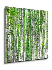 Sklenn obraz 1D - 50 x 50 cm F_F41678532 - Birch forest. May - Birch les. Smt