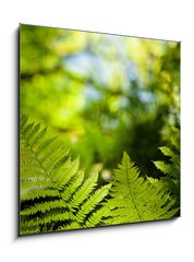 Obraz 1D - 50 x 50 cm F_F419413555 - Green fresh fern leafs in a forest with trees in the background and a blue sky