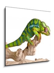 Sklenn obraz 1D - 50 x 50 cm F_F41961007 - Colorful chameleon (5) - Barevn chameleon (5)