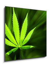 Obraz 1D - 50 x 50 cm F_F42226543 - Marijuana background