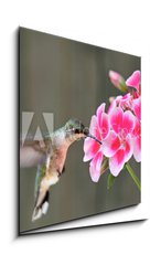 Sklenn obraz 1D - 50 x 50 cm F_F42378614 - Hummingbird Feeding - Kolibk krmen