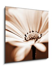 Obraz   pretty daisy, shallow depth of field, 50 x 50 cm