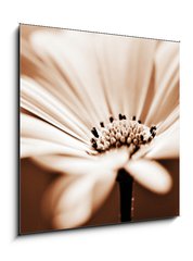 Sklenn obraz 1D - 50 x 50 cm F_F42388773 - pretty daisy, shallow depth of field