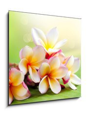 Sklenn obraz 1D - 50 x 50 cm F_F42559107 - Frangipani Tropical Spa Flower. Plumeria. Shallow DOF