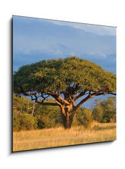 Obraz 1D - 50 x 50 cm F_F4280552 - African Acacia tree, Hwange National Park, Zimbabwe - Africký strom akácie, národní park Hwange, Zimbabwe