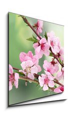 Sklenn obraz 1D - 50 x 50 cm F_F42824087 - beautiful pink peach blossom on green background