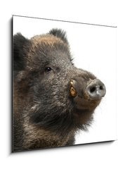 Skleněný obraz 1D - 50 x 50 cm F_F42860529 - Wild boar, also wild pig, Sus scrofa, 15 years old - Divoké prase, také divoké prase, Sus scrofa, 15 let