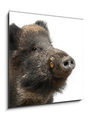 Obraz   Wild boar, also wild pig, Sus scrofa years old, 50 x 50 cm