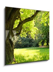 Sklenn obraz 1D - 50 x 50 cm F_F42887585 - Mighty oak tree - Mocn dub