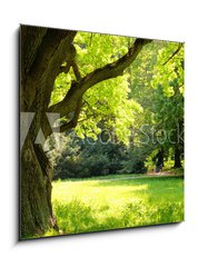 Obraz 1D - 50 x 50 cm F_F42887585 - Mighty oak tree