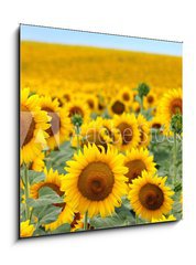 Sklenn obraz 1D - 50 x 50 cm F_F43246841 - Beautiful sunflower field