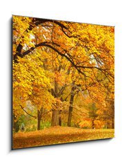 Obraz   Autumn / Gold Trees in a park, 50 x 50 cm