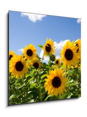 Obraz 1D - 50 x 50 cm F_F43441977 - Sonnenblumen - slunečnice