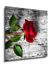 Obraz 1D - 50 x 50 cm F_F43494940 - rosa rossa su fondo b/n