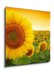 Obraz 1D - 50 x 50 cm F_F43673219 - Sunflower field - Slunenicov pole