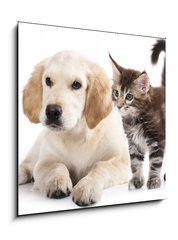 Obraz 1D - 50 x 50 cm F_F43955871 - Cat and dog - Koka a pes