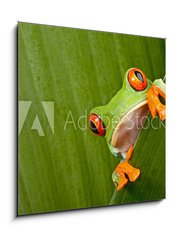 Sklenn obraz 1D - 50 x 50 cm F_F43998822 - red eyed tree frog peeping - erven oi strom ba peeping